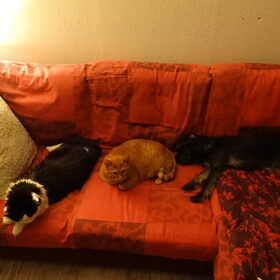 Hondenfoto van Ciska en Spanjaardje Moh (Bambi r.i.p.)