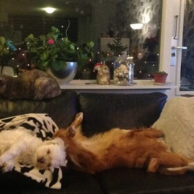 Hondenfoto van Sigrid, Sandy, Diva & Nala