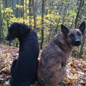 Hondenfoto van Dutchshepherdteam 