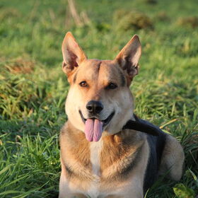 Hondenfoto van Inge & Danger