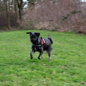 Hondenfoto van Ciska en Spanjaardje Moh (Bambi r.i.p.)