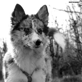 Hondenfoto van Angelique; Bruno, Charlie & Fenna  