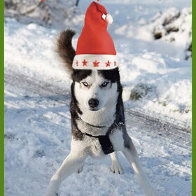 Prettige Kerstdagen en een Gelukkig Nieuwjaar gewenst door Kayak