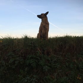 Hondenfoto van Dutchshepherdteam 