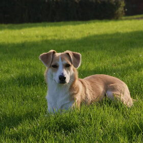 Nova