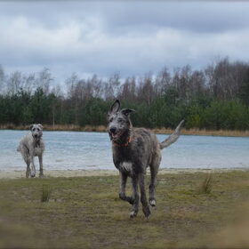 Hondenfoto van Jeanine :)