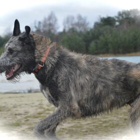 Hondenfoto van Jeanine :)