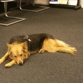 Op ' t werk, lekker languit in t midden