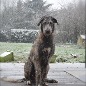 Hondenfoto van Jeanine :)