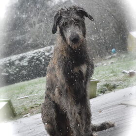 Hondenfoto van Jeanine :)