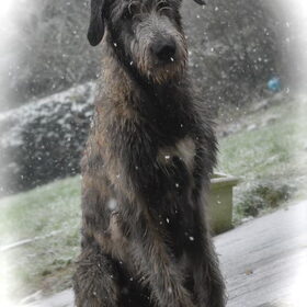 Hondenfoto van Jeanine :)