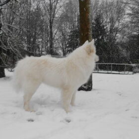 Hondenfoto van Team Black & White