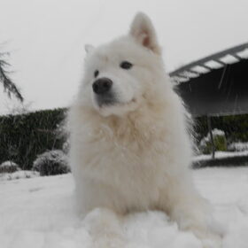 Hondenfoto van Team Black & White