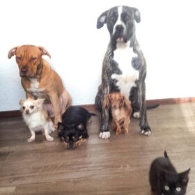 Hondenfoto van Dreamteam