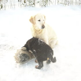 Hondenfoto van Lisa & doggs
