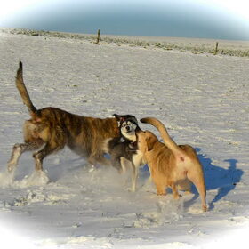 Hondenfoto van Jeanine :)