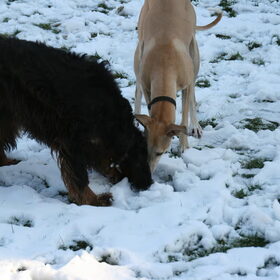 Hondenfoto van Ina, Misty en Aysa