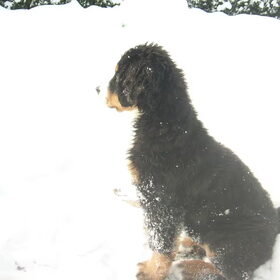 Hondenfoto van Lisa & doggs