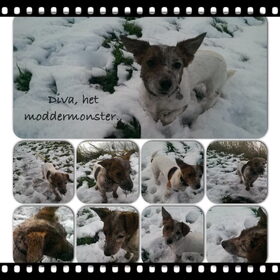 Hondenfoto van Vrouwtje van Denzel en Diva (R.I.P. Dixie)