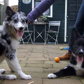 Charlie en broertje Indie, 30-12-2014