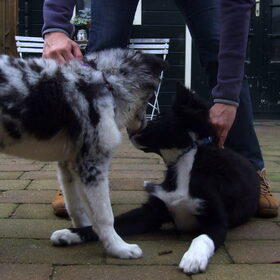 Charlie en broertje Indie, 30-12-2014, kusje?