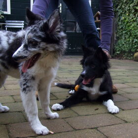 Charlie en broertje Indie, 30-12-2014