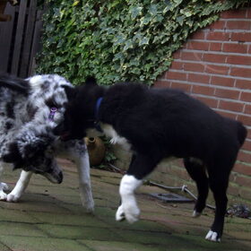 Charlie en broertje Indie, 30-12-2014
