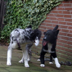 Charlie en broertje Indie, 30-12-2014