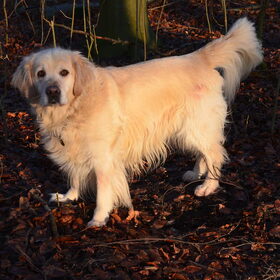 Mijn mooie kanjer. Buddy word bijna 10 jaar oud. ik zou echt…