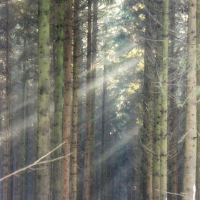 De Ardennen
