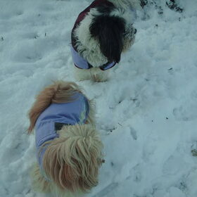 Hondenfoto van liesbeth,Turbo,Luna, Levi en Faith