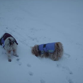 Hondenfoto van liesbeth,Turbo,Luna, Levi en Faith