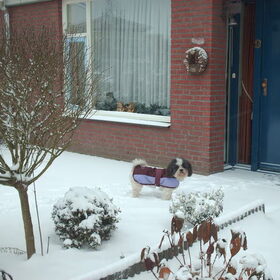 Hondenfoto van liesbeth,Turbo,Luna, Levi en Faith