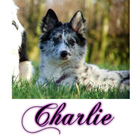 Hondenfoto van Angelique; Bruno, Charlie & Fenna  