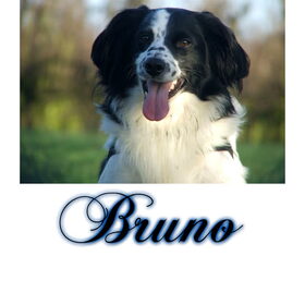 Hondenfoto van Angelique; Bruno, Charlie & Fenna  