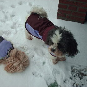 Hondenfoto van liesbeth,Turbo,Luna, Levi en Faith