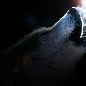 Hondenfoto van Just The Max   
