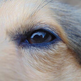 Hondenfoto van Just The Max   