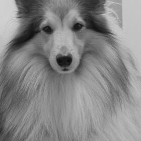 Hondenfoto van Just The Max   