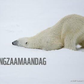 Hondenfoto van Eef en Tjibbe