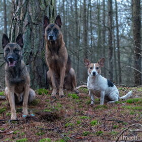 Hondenfoto van De Mecheltjes clan