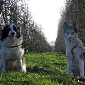 Hondenfoto van Angelique; Bruno, Charlie & Fenna  