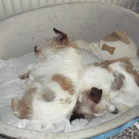 1 knuffelhond en 2 oude besjes in dromenland.