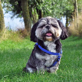 dit is hij dan een echte boomer , een deugniet, levens genieter…