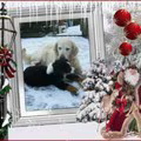 Hondenfoto van Lisa & doggs