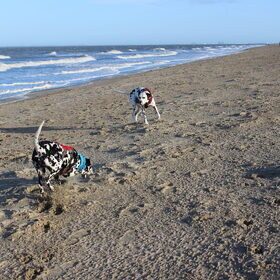 Hondenfoto van Yasmine, Perdie & Orga