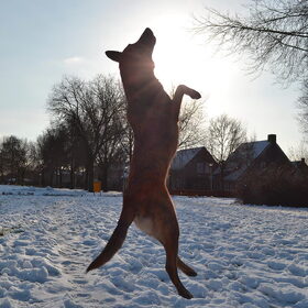 Hondenfoto van Dutchshepherdteam 