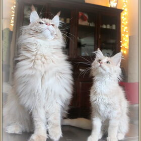 Hunter en Mr. Bojangles