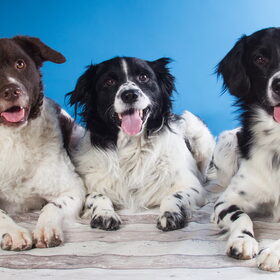 Hondenfoto van Michelle & Bentley
