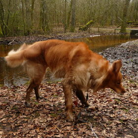 Hondenfoto van L&R